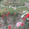 shahfahad6693