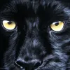 felinenoire