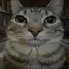 nefaj_