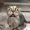 scardeeycat_740
