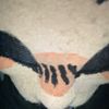 shelly_therian