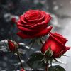 frooha_84