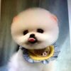 cutedog0928