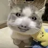 phoggmoi