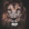wildlifevideo