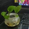 yasminkusuma6
