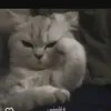 d_o1o