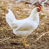 hashtagchickenissoreal