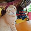 uda.chaniago.pasisia