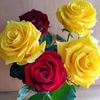 ali.khalif3