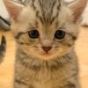 catolie_sh