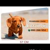 salchichas265
