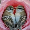 quynh.manh9999