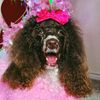 athena.the.poodle