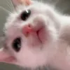 7meow_is_meow