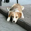jonas.0.2.7