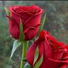 user5496131810313