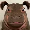 .cali_ngu