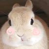 cherriechiffon