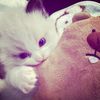dhiamness_