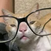 _caigii0
