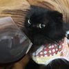black.cat_lola