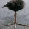 iaqdsue
