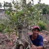 mai.vang.mien.tay.64