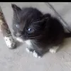 lila_black.6