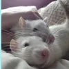 rat_531