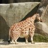 that.short.giraffe