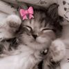 ibashahid_