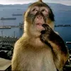 khanhngusicula