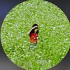 reiserr_