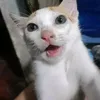 ilovetiktokchoemxhdii