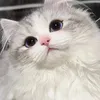 Pet baby