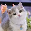 Lovely Pets