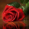 ❤️Trendafila ❤️Roses❤️