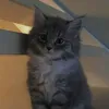 chelovekot2