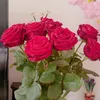 blume_66