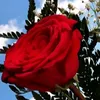 user68214310570932