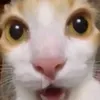 brxzy77