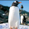 pingviner5