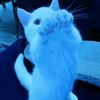icyblueme_