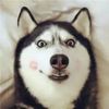 lemonss_gameshare