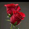 user1586574790531