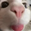 julia__jjj9