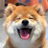 funny pet