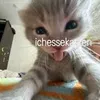 ichessesehrgernekatzen