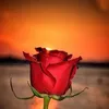 marwa.daoud1